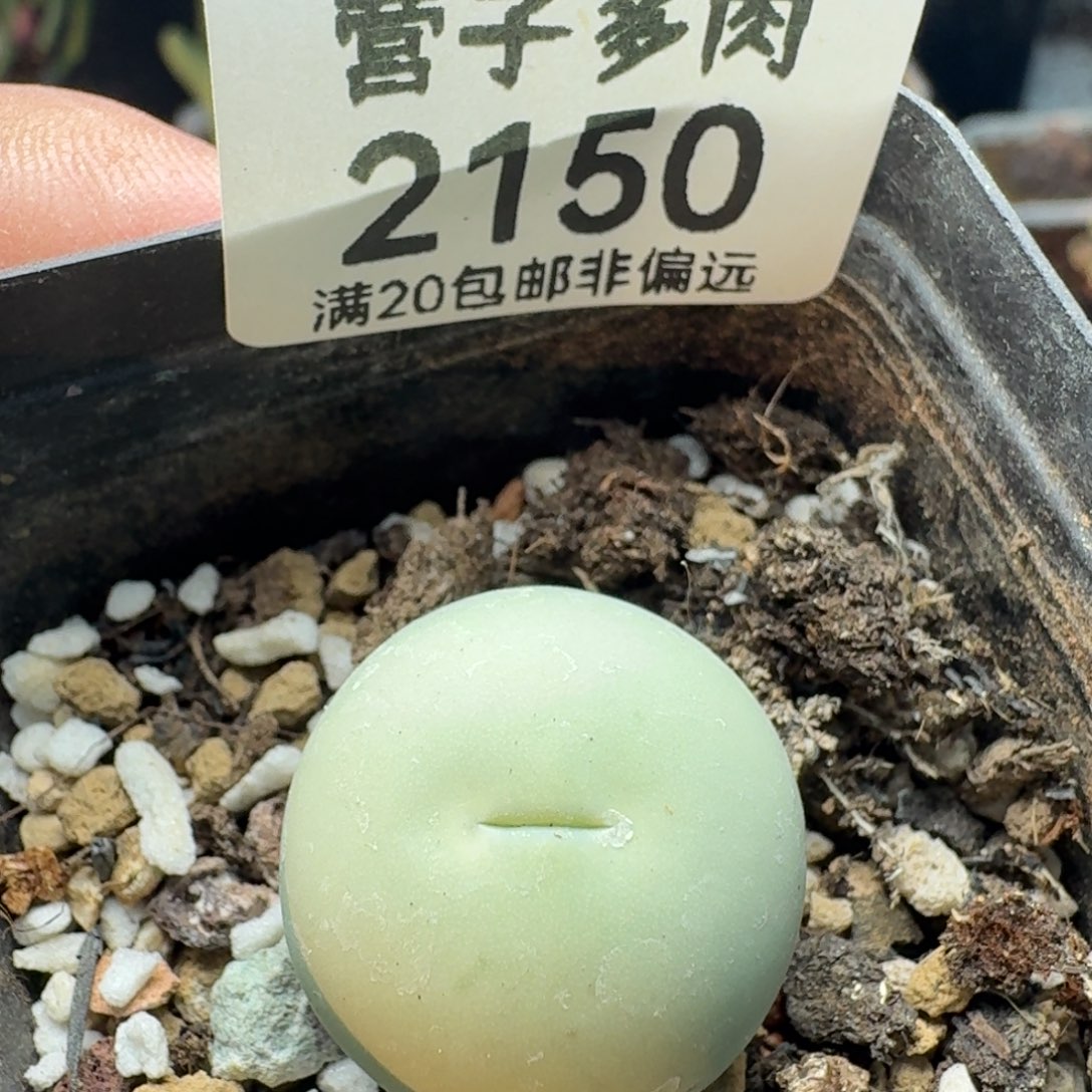 鸽子蛋2.1带盆土。            