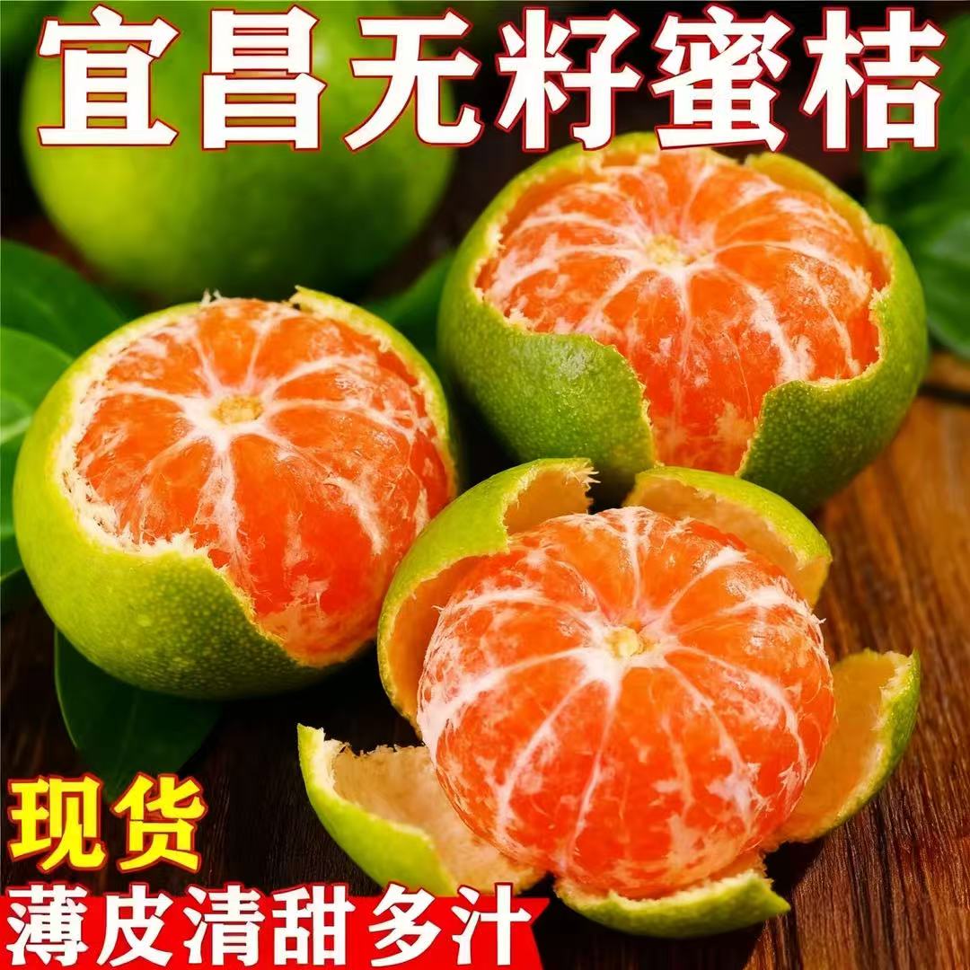 宜昌蜜桔无籽蜜橘子新鲜水果现摘桔子桔子当季孕妇柑橘子产地直发