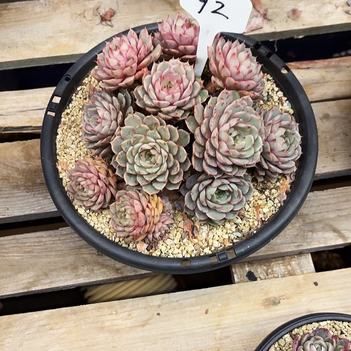 阳***光多肉植物，笨吧蒂斯92号