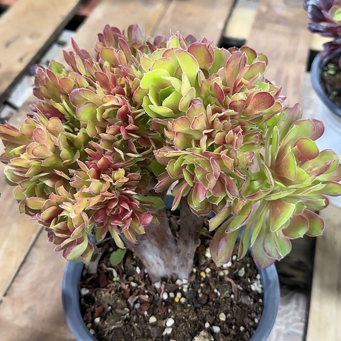 【闪购商品】法师多肉