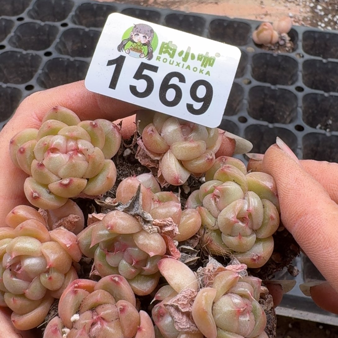 多肉植物多肉植物