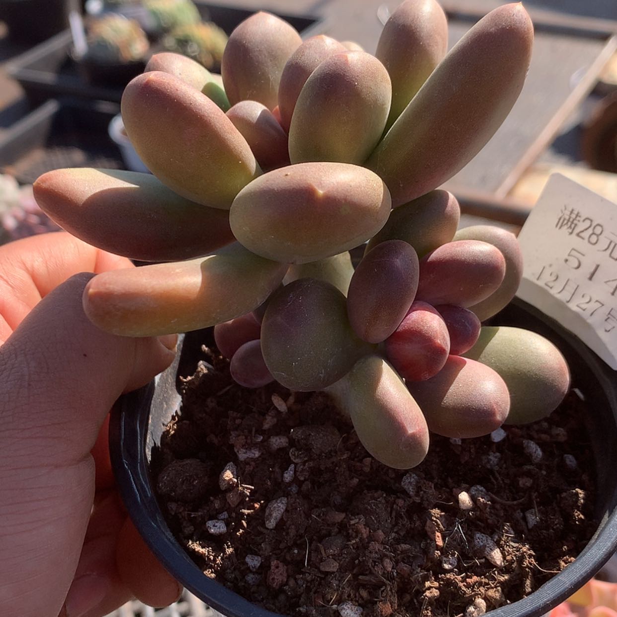 【闪购商品】云514号芒果奶3头