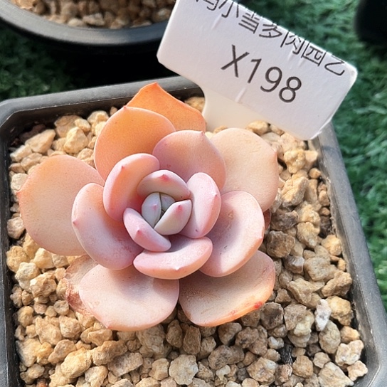 我是第一百个为妖姬应援哒