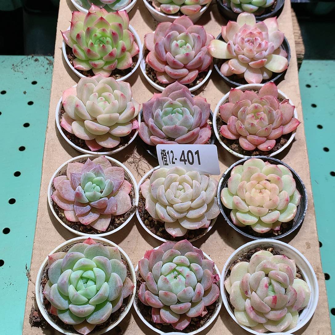 12-401一物一拍带盆18颗