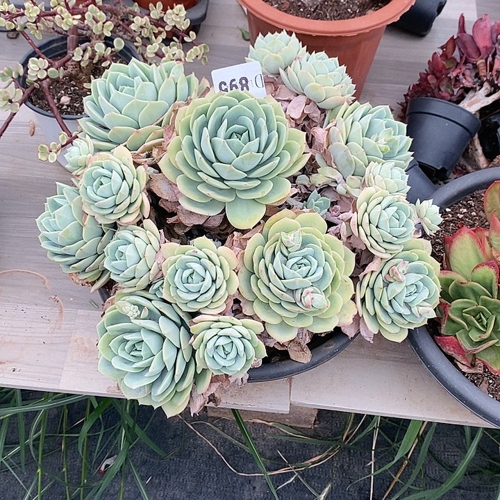 雨*895恋曲多肉植物