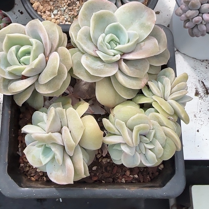 青蛙王子儿童牙膏套装？
