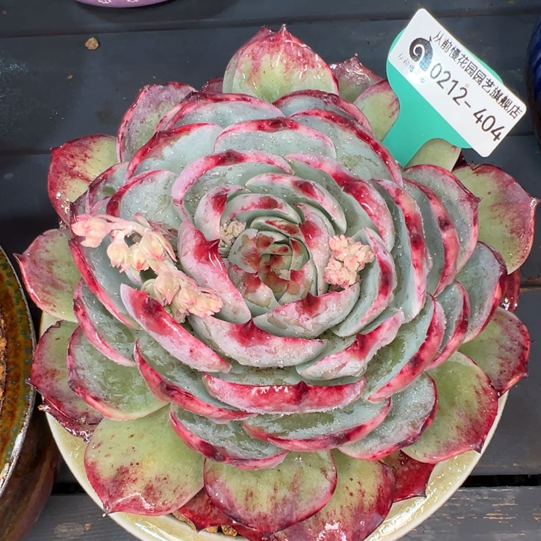 从前慢多肉精选编号0212.404