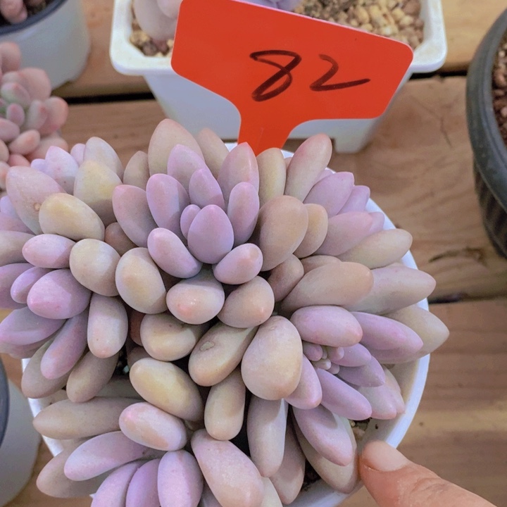 在家里面吃饭的吗