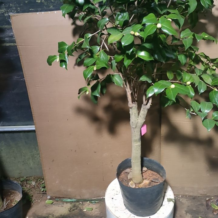 295两品，原盆原土发货，不包邮