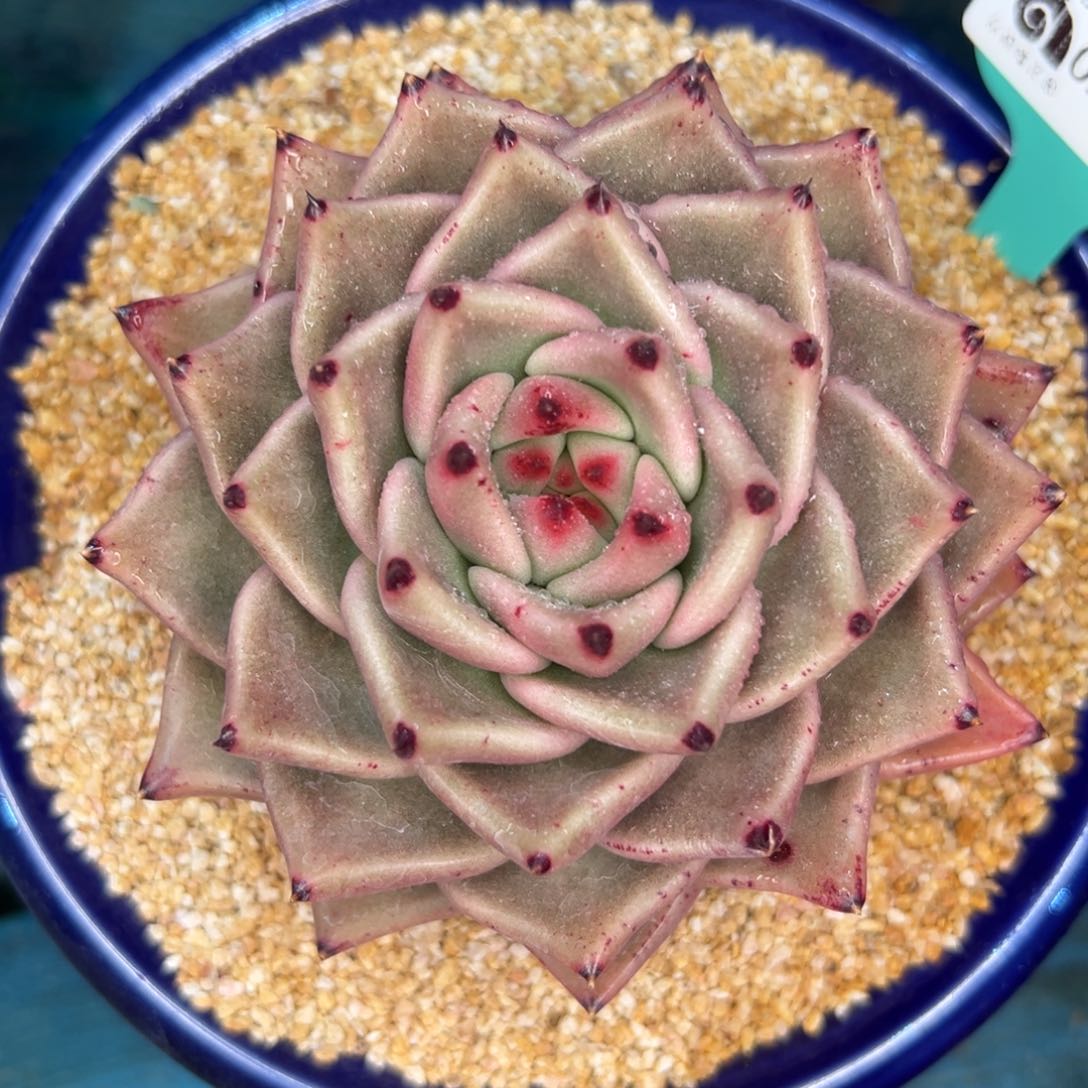 多肉一物一拍编号0208-126