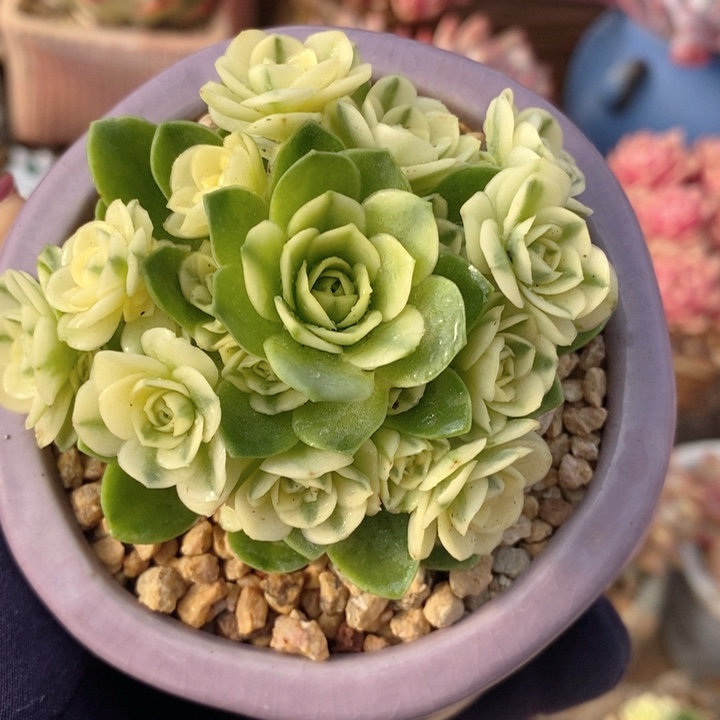 山地玫瑰锦 h h j p 2122