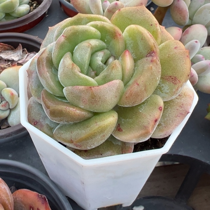 糖心石化锦多肉植物454