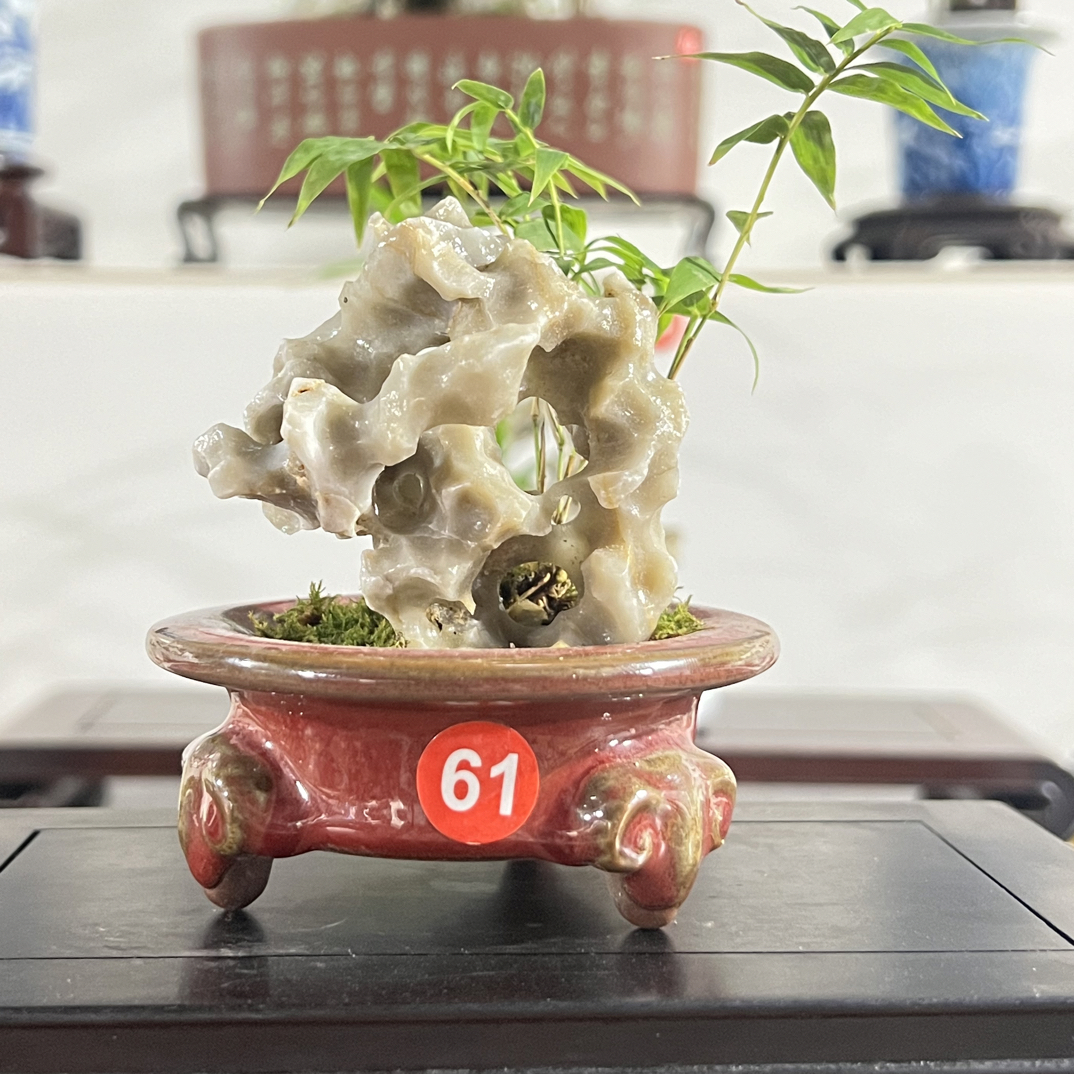 盆景，凤尾竹、玲珑石，钧瓷，盆口9高度13