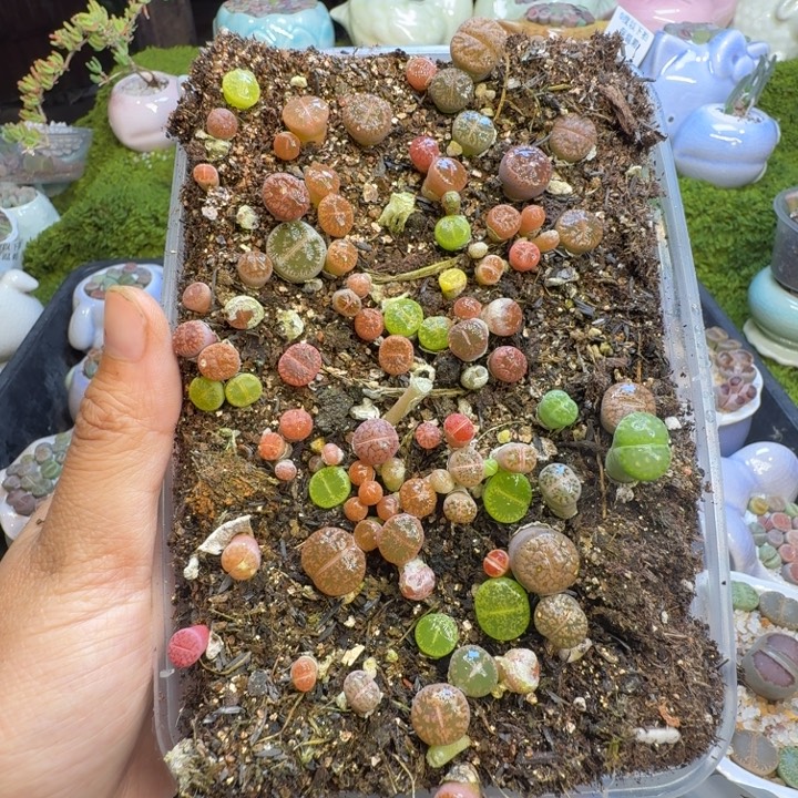 A****多肉植物福利冲1153