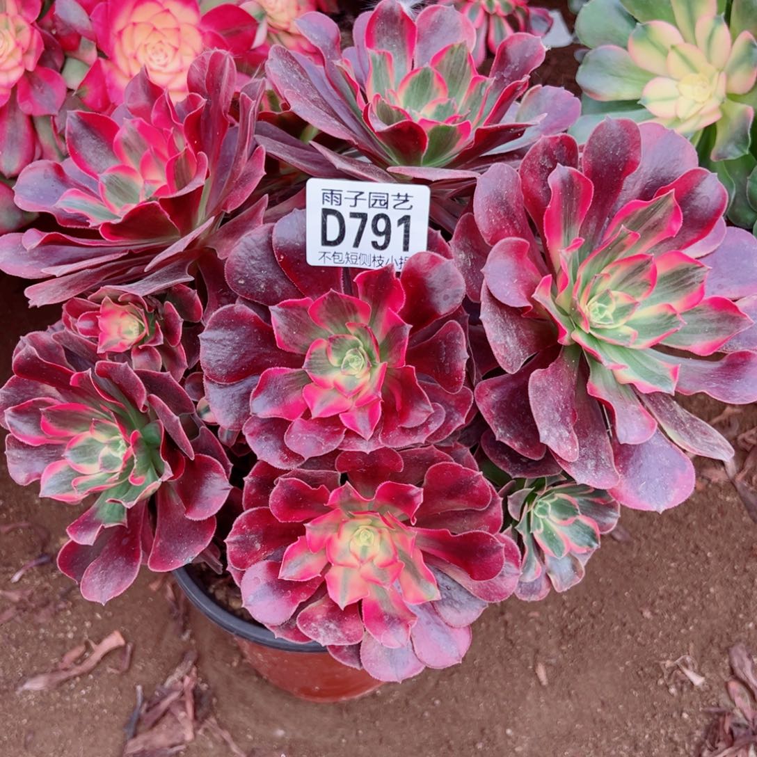 791凤冠雨子多肉植物