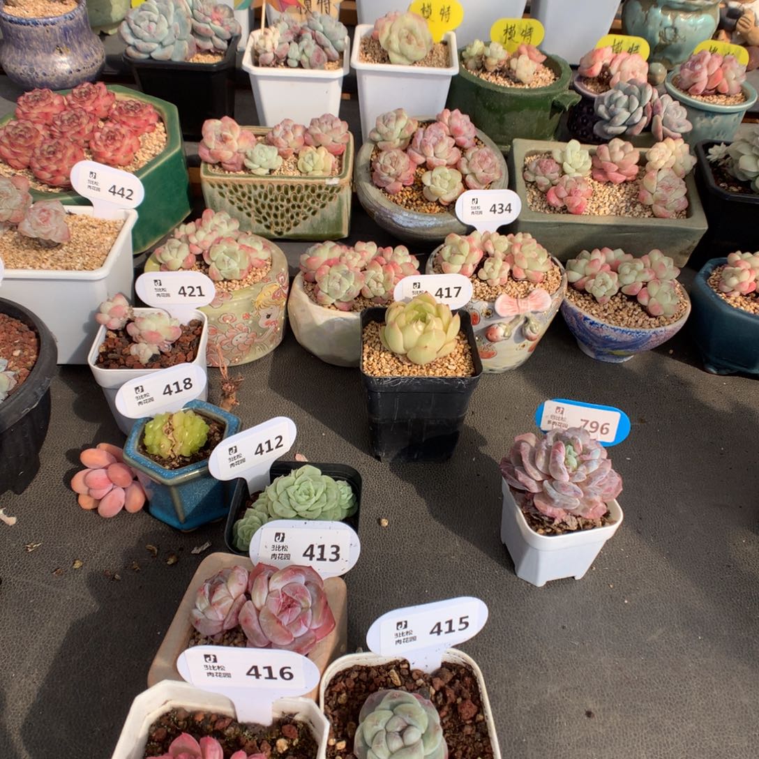 菁***菁冰玉石化多肉植物