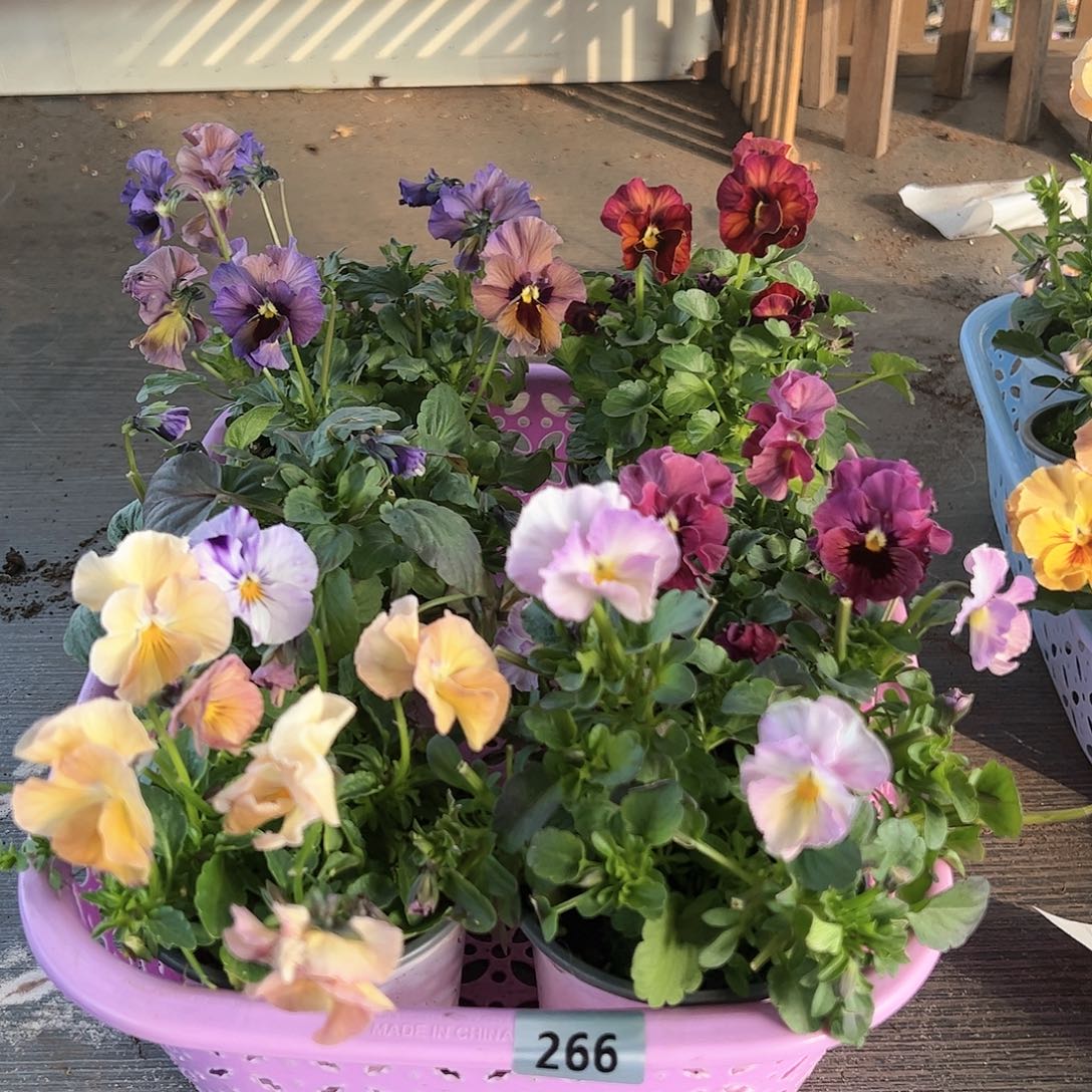 【闪购商品】266号