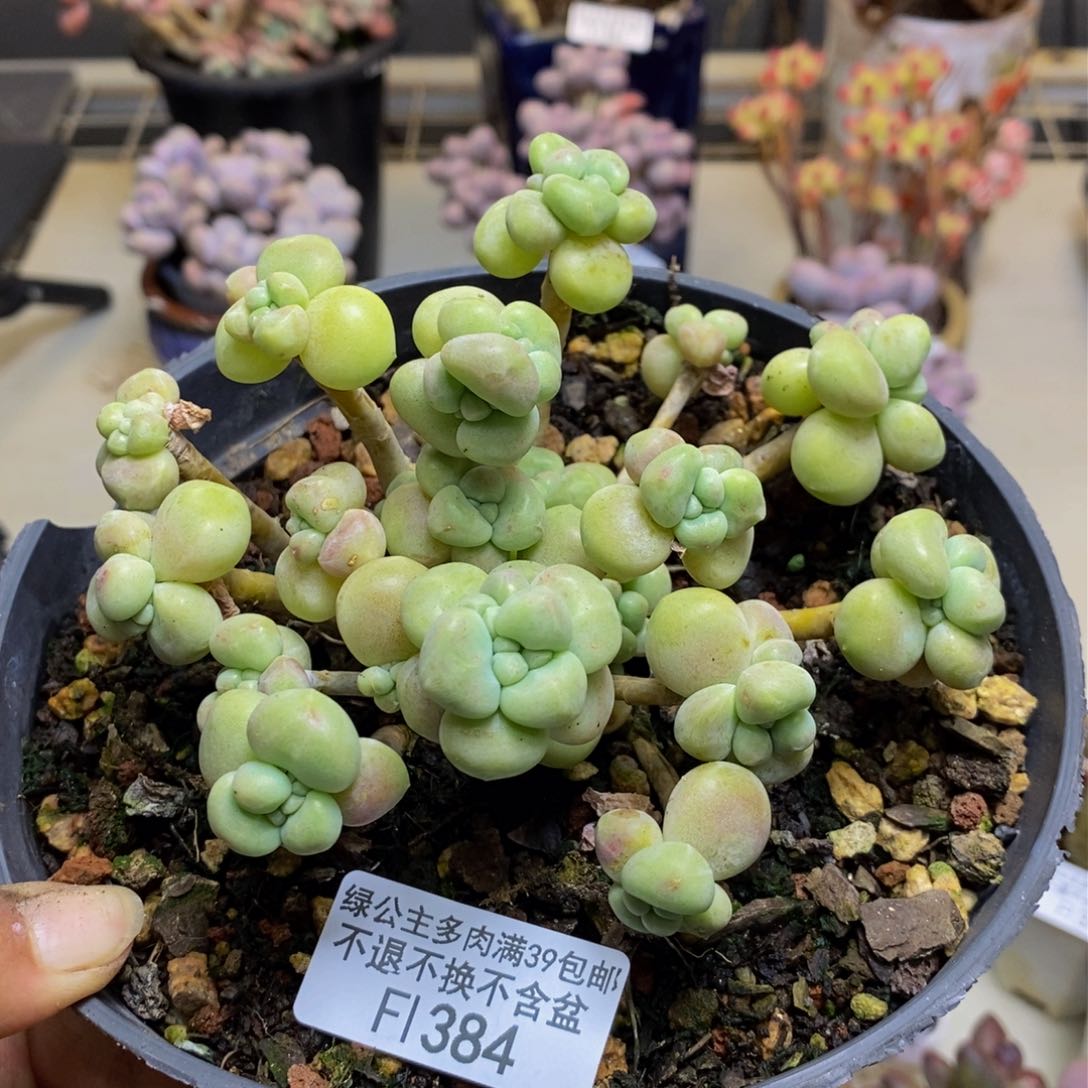 384小奶糕多肉有断枝