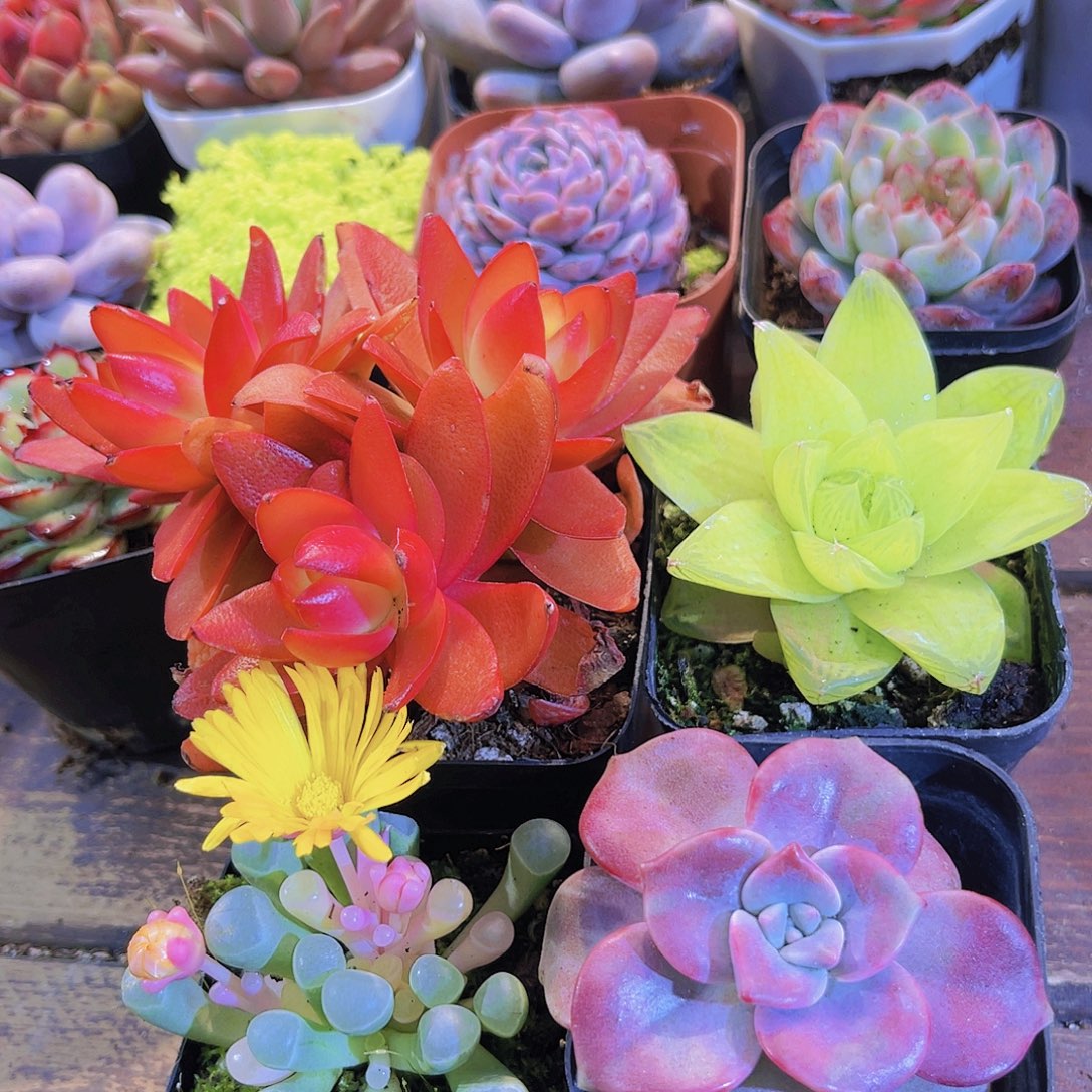 火祭群➕黄金雨露➕五十锦➕紫乐