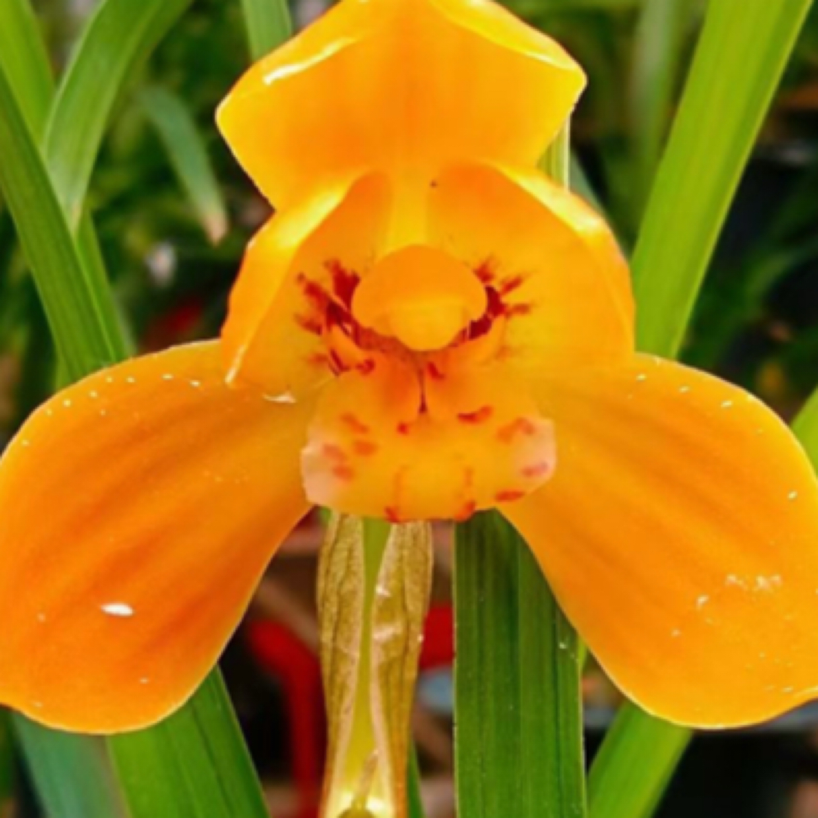 艺草兰花一物一拍闪购链接