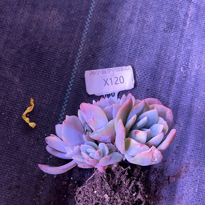 我是第一百个为妖刀应援的阴阳桃花