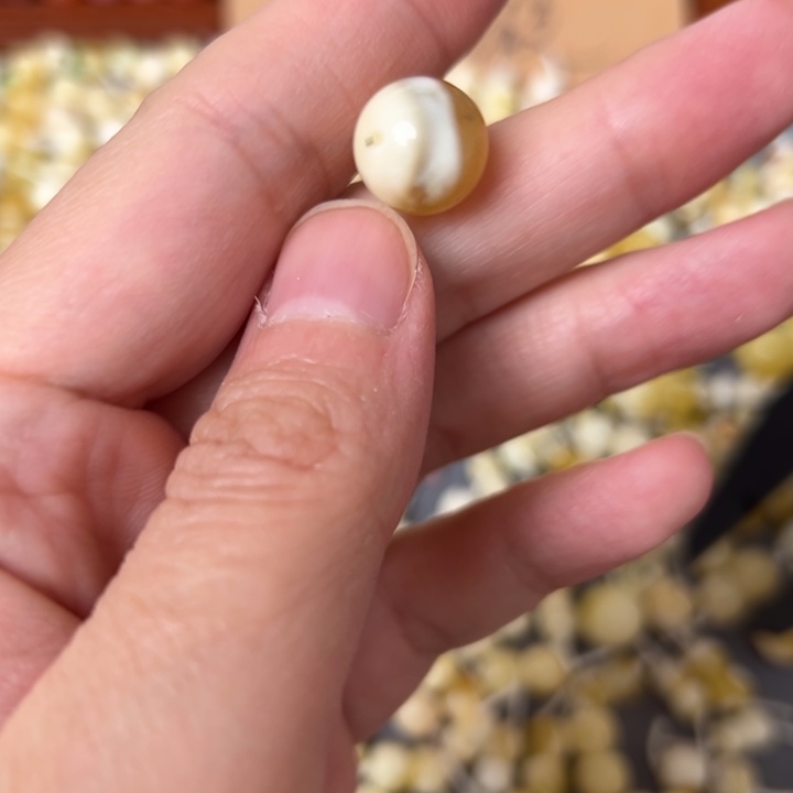 蜜蜡未镶嵌裸石11.7mm一个