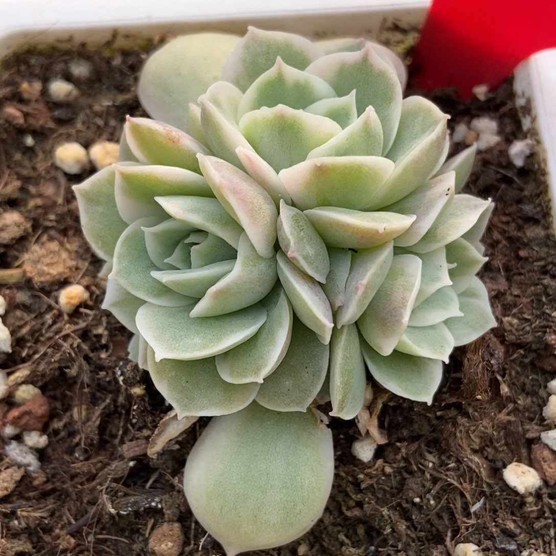 2091盎司诺多肉植物保护