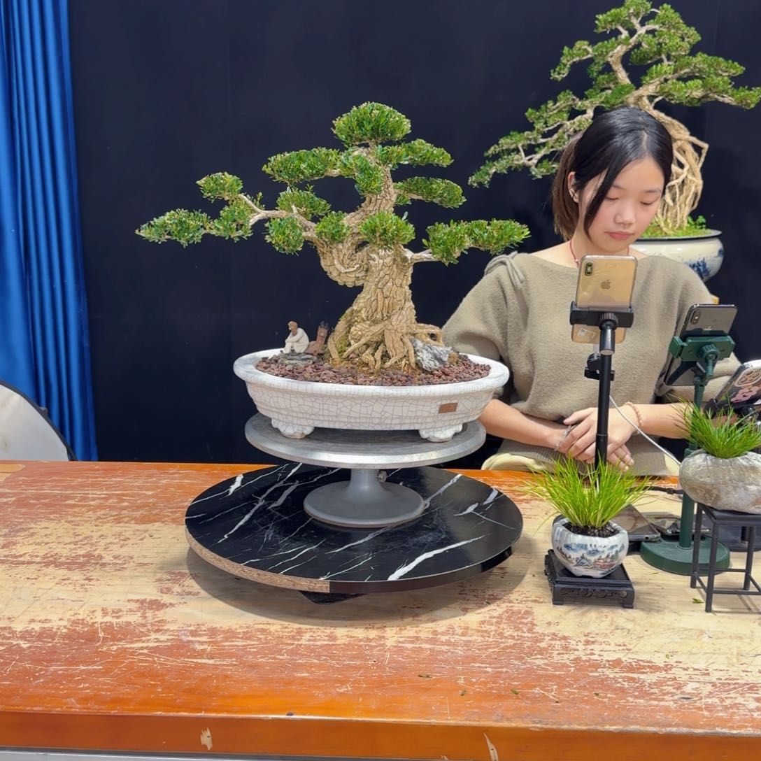 黄杨室内室外好养