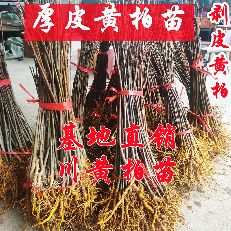 出售黄柏苗剥皮厚皮黄柏树苗现挖川黄柏皮苗供应