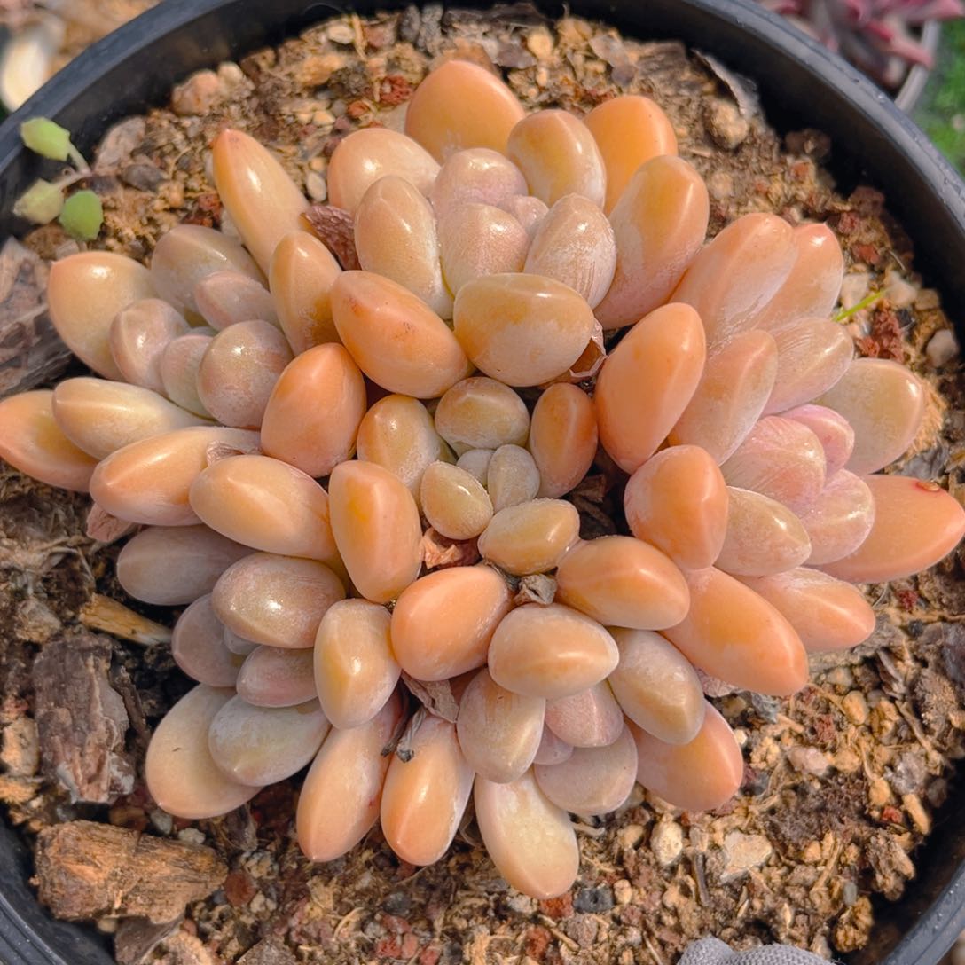 香芋888888888t多肉