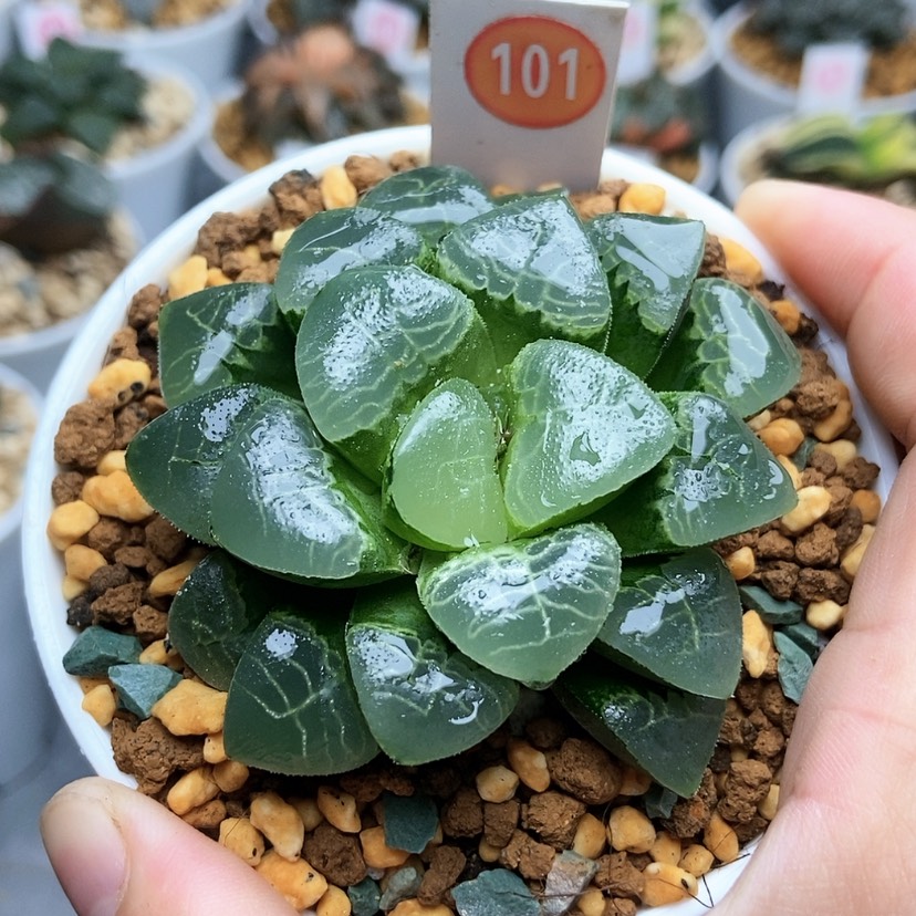 【闪购商品】101祥云克