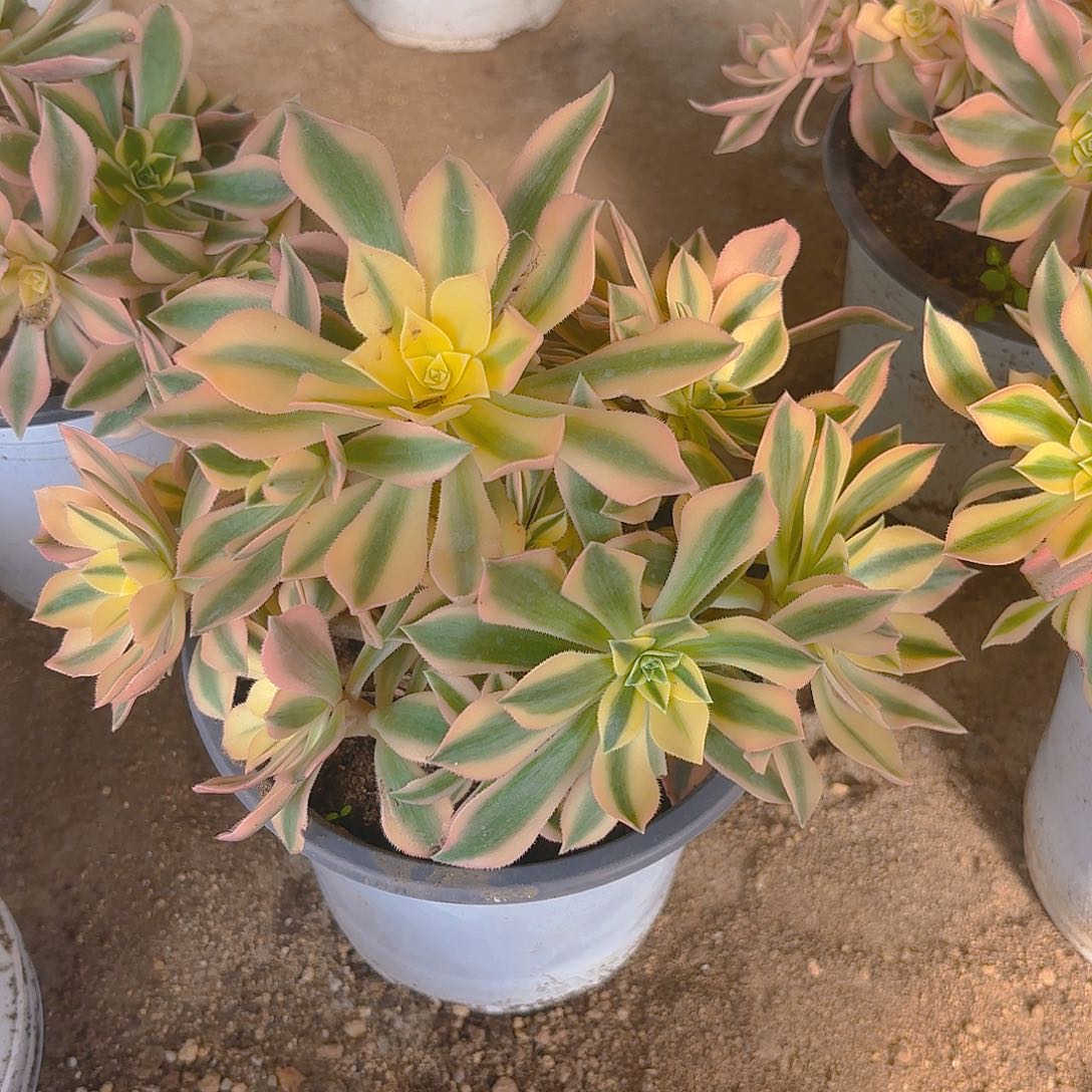 枫叶老庄多肉植物