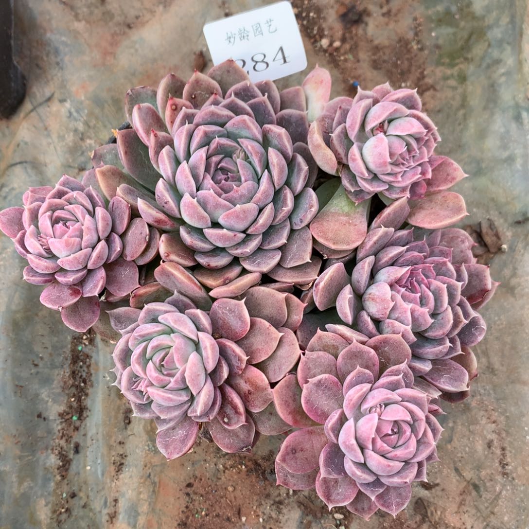 284新年快乐发发发