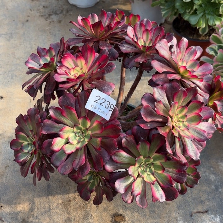 美姬多肉处理不包断头2239