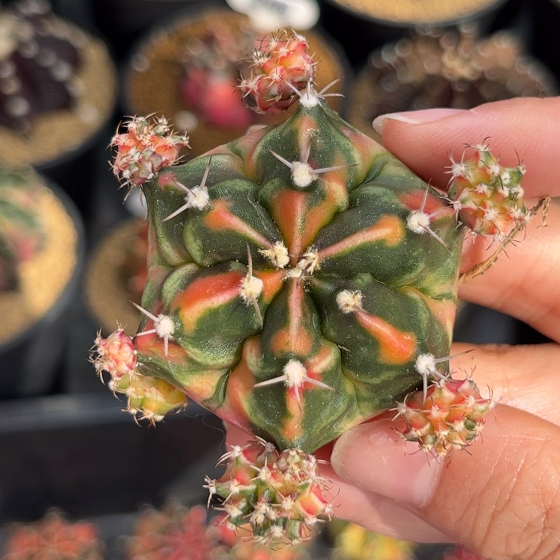 六棱腹棱 米哈仙人球