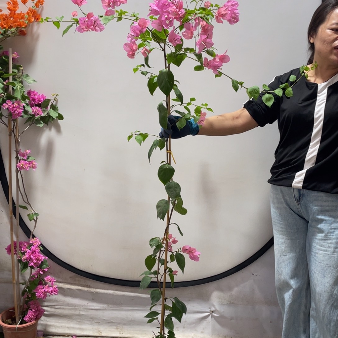 大部分花苞少量开放三角梅