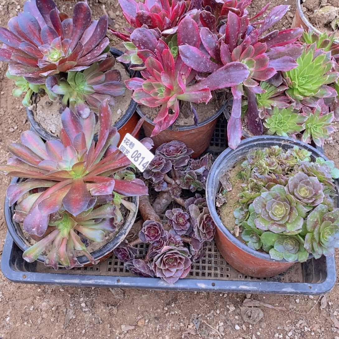 814 号一物一拍多肉植物