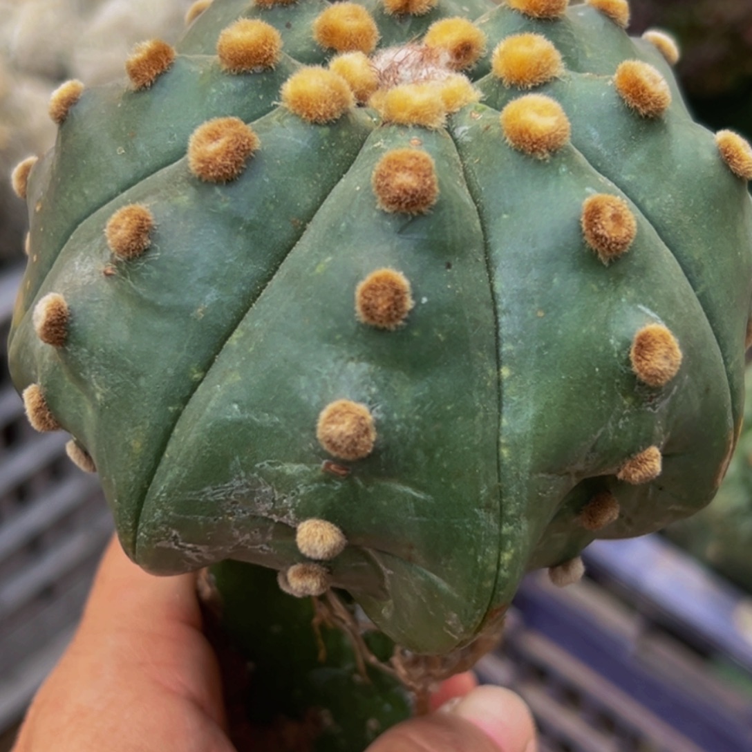 无花朵连尤青皮海星兜785