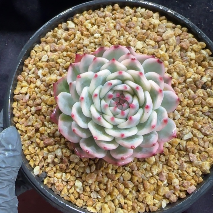 9厘米左右一物一拍的