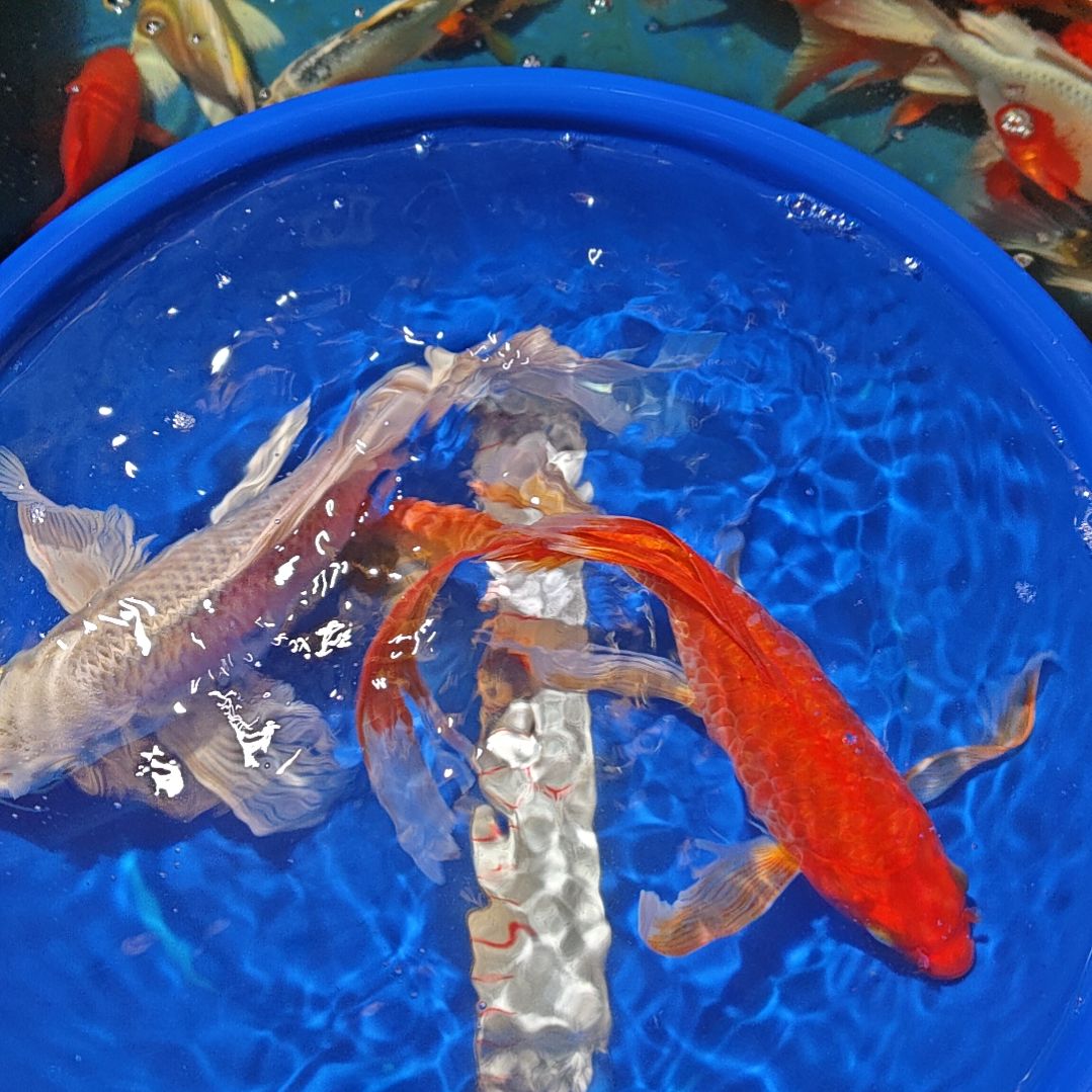 中国大陆冷水观赏鱼蝴蝶鲤