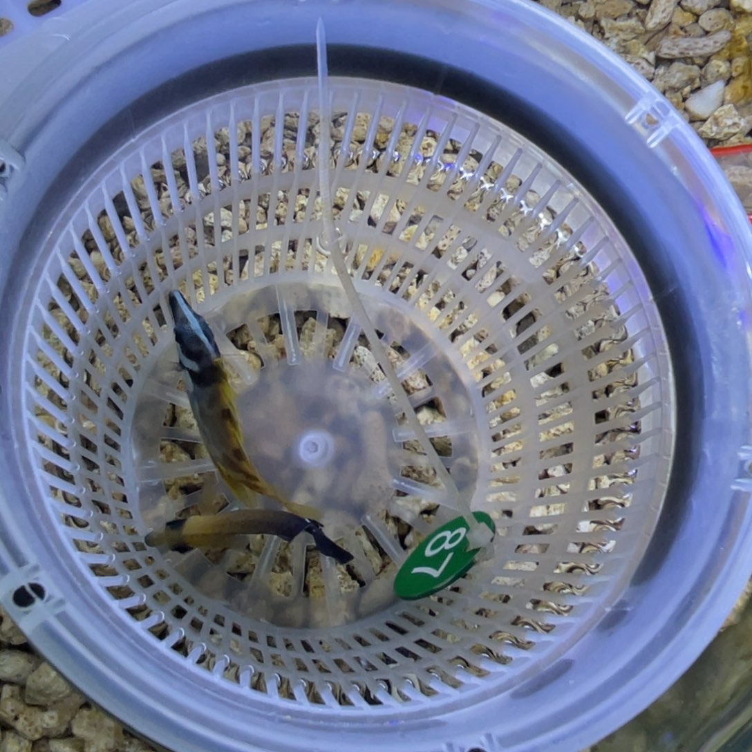 海水鱼三角吊一条顺丰包邮