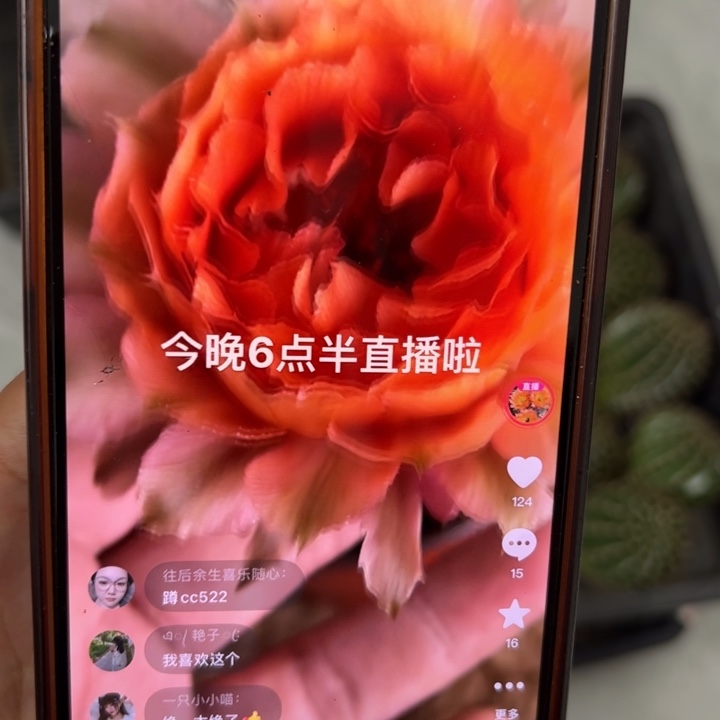 仙人球侧芽彩草cc522