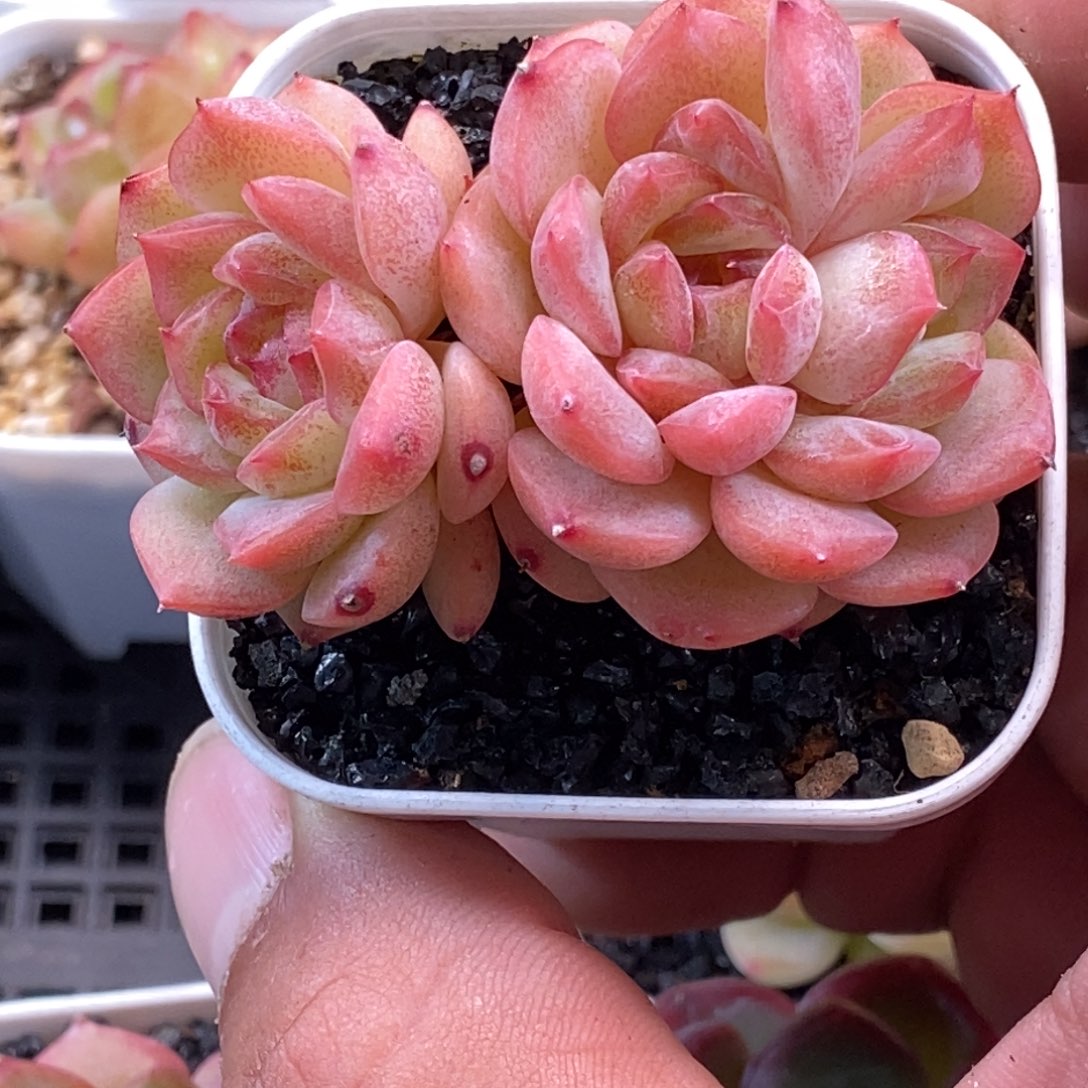 天官赐福百无禁忌