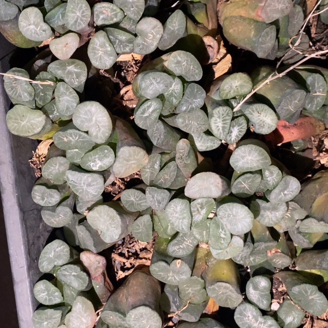 2298 一颗实生大万象 挑大的发货