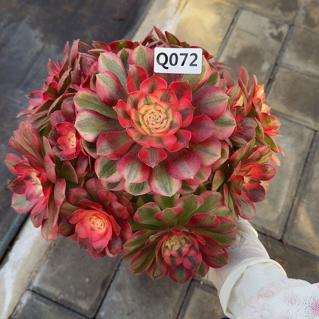 全部花朵用****8072荔枝44冠服24左右
