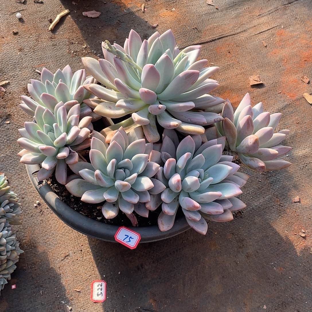 75奥普 一物一拍多肉