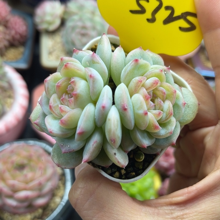 白粉透珍妮双头5325