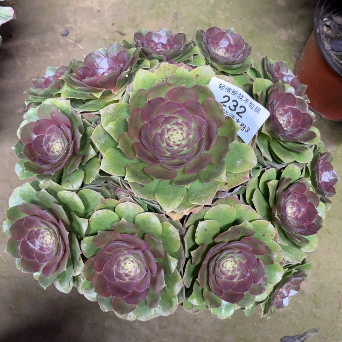 232万圣节多肉植物