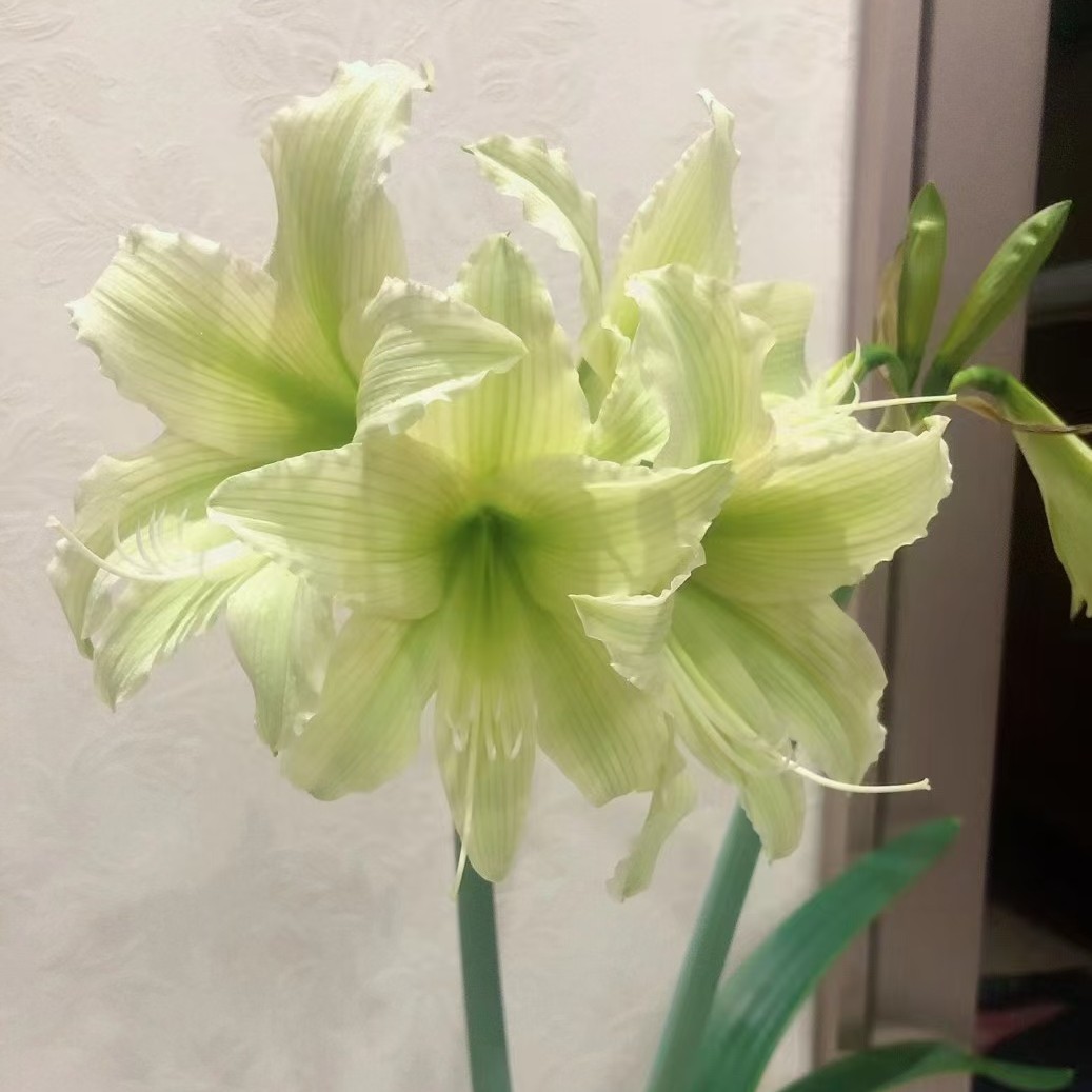 奶油雪饼-朱顶红种球室内栽种阳台盆栽花卉