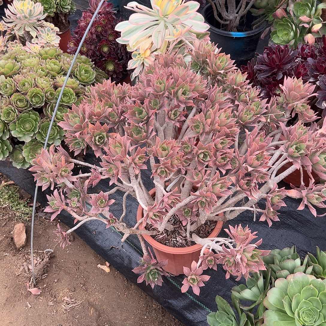 多肉植物大颗小红叶